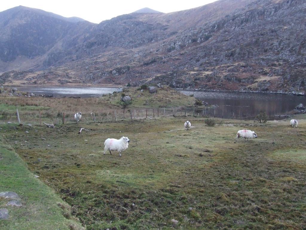 Rockfield House B&B Killarney Exterior photo